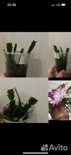 Декабрист, рипсалидопсис (укоренные черенки)