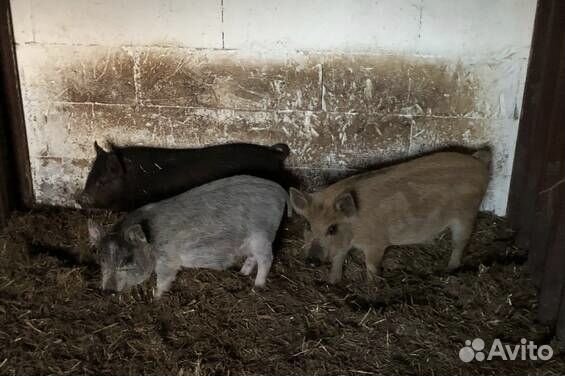 Кармал. Свиноматка + поросята