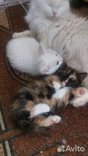 Отдам котят