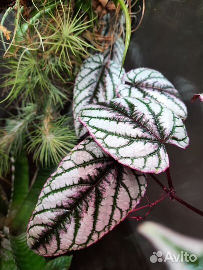 Циссус дисколор