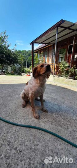 Эпаньоль бретон,кобель для вязки, три года