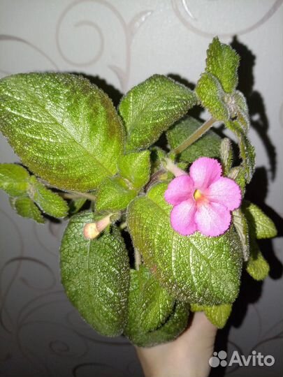 Эписция Pink Panther