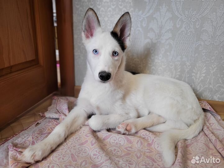 Щенок девочка в добрые руки