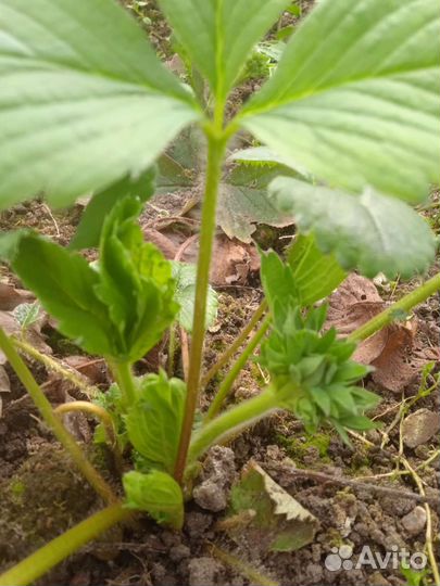 Рассада клубники