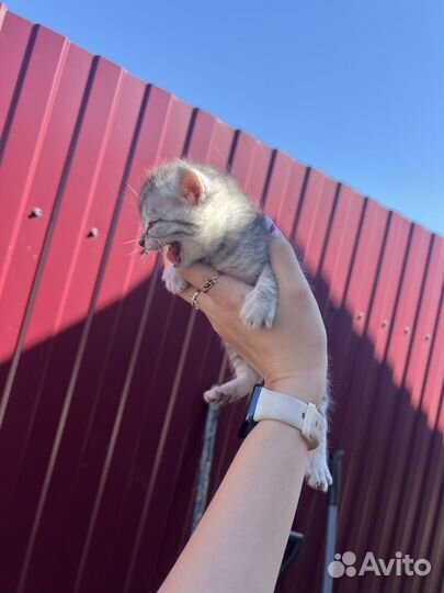 Котятки британцы