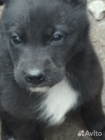 Щенки мальчики и девочки