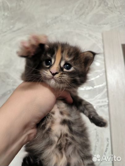 Котята мейн-кун