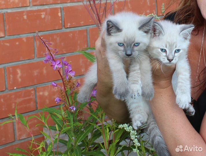 Котенок в дом