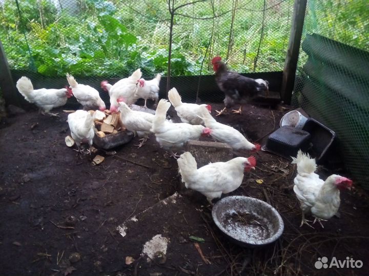 Куры несушки