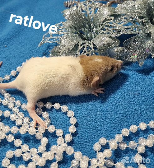 Крысята малыши мальчишки