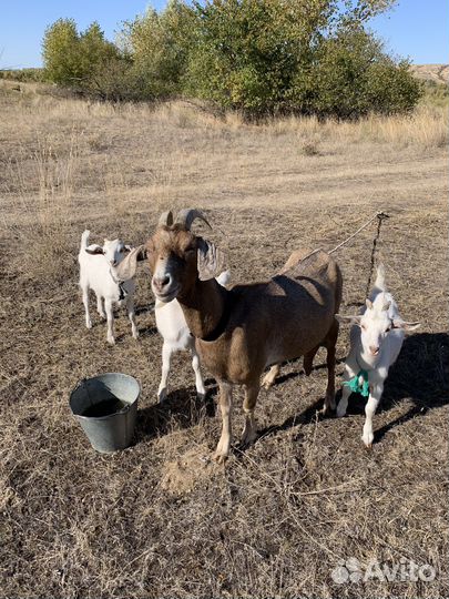 Коза дойная