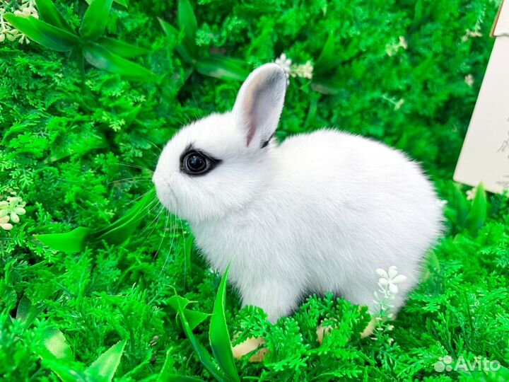 Мини карликовый кролик хотот и другие породы