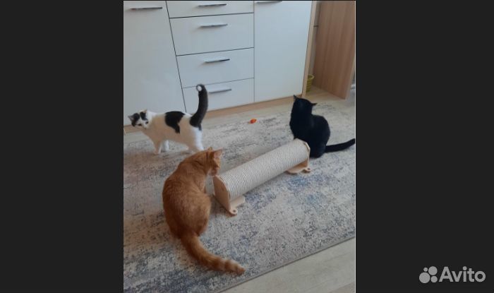 Когтеточка настенная (52 см)