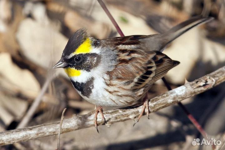 Певчие птицы