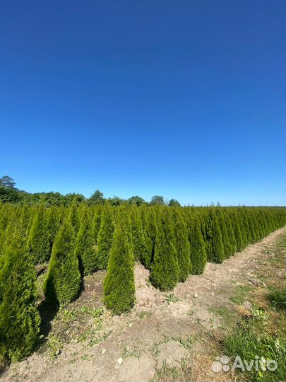 Туя Смарагд 140 см из питомника