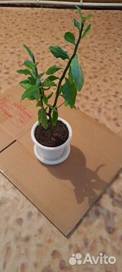 Педилантус