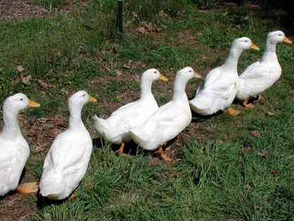 Утки живым весом / Утка домашняя / Яйцо / Мясо, Люберцы
