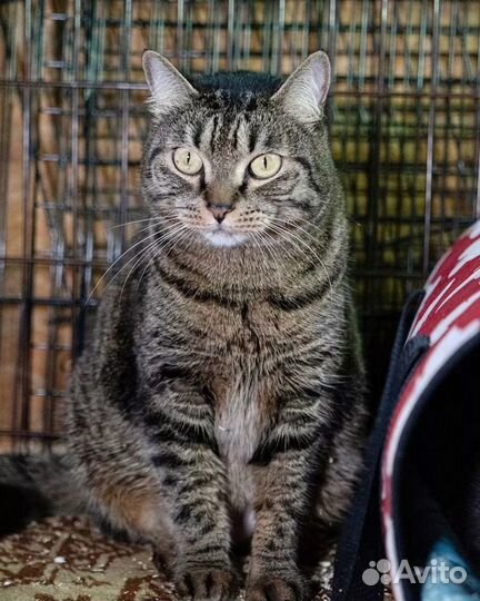 Мягенькая кошечка Лиза