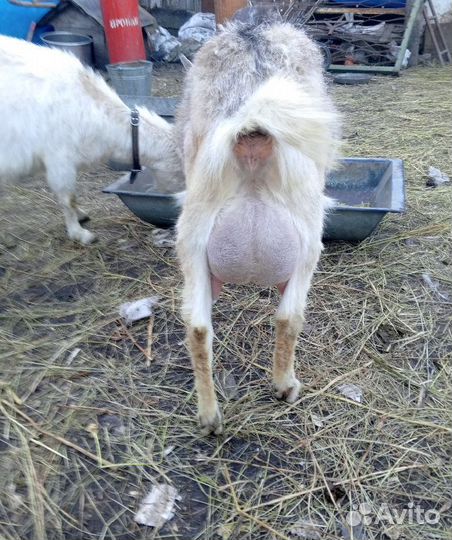 Козочки дойные,маленькая козочка, молоко козье