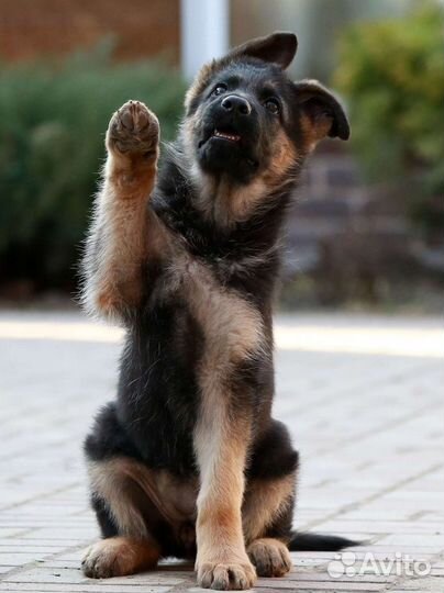 Щенки немецкой овчарки