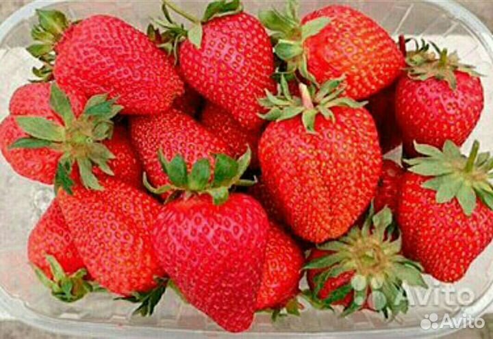 Саженцы клубники Азия,Елизавета-2, Аромас(рассада)