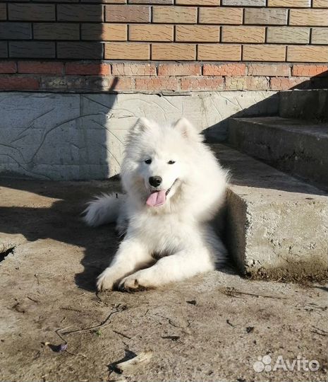 Самоедская собака