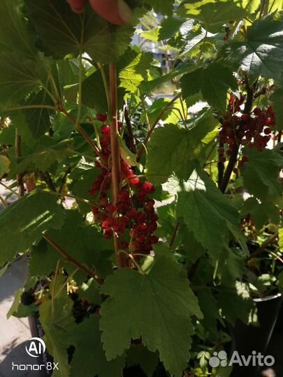 Саженцы крыжовника, малины, смородины, голубики