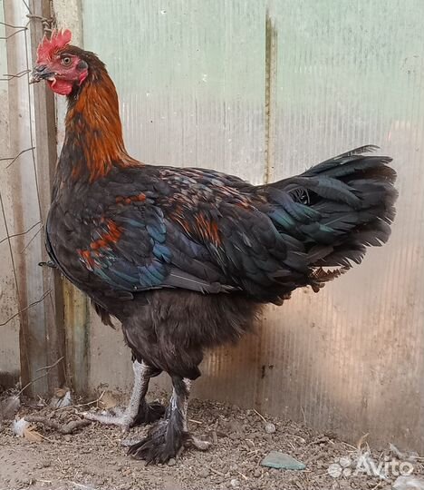 Петухи породистые