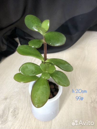 Денежное дерево