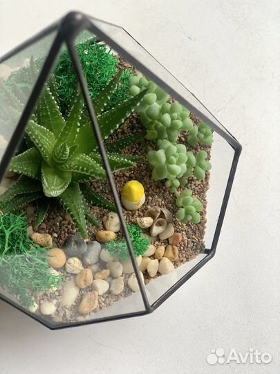 Флорариум с суккулентами