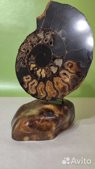 Аммонит на камне для интерьера