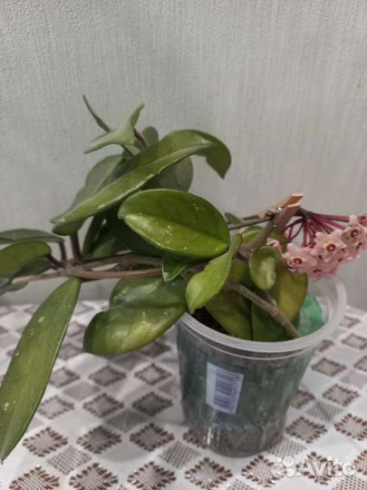 Хойя карноза