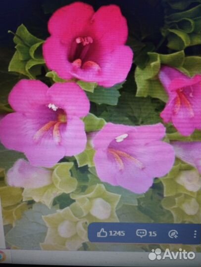 Лофоспермум лофос белый малиновый