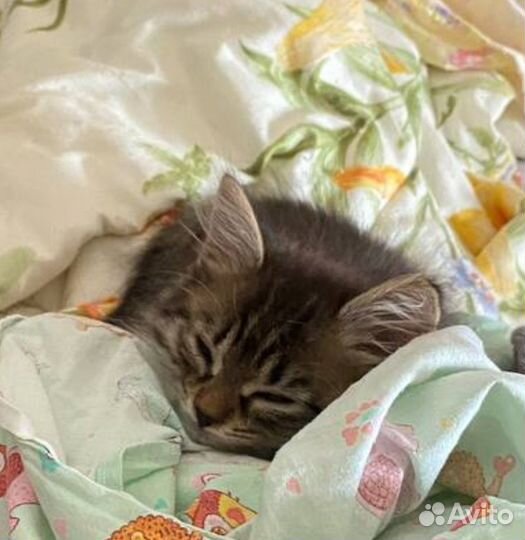 Котенок