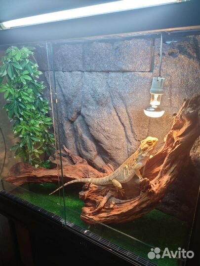 Передержка хамелеонов и других рептилий