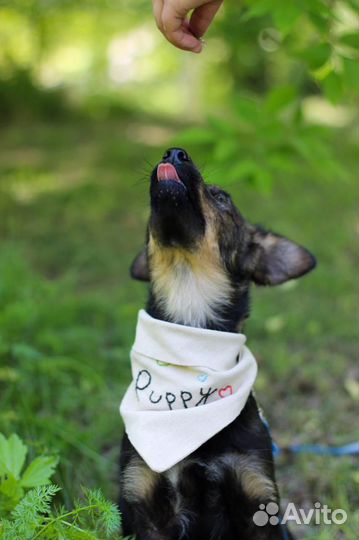 Привитая Мила - ласковая щенок-девочка в дар