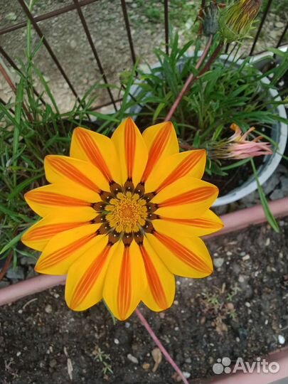 Газании (гацании)