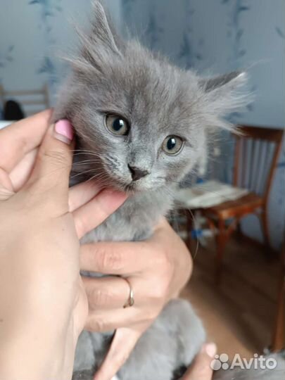 Котик Пушок в добрые руки