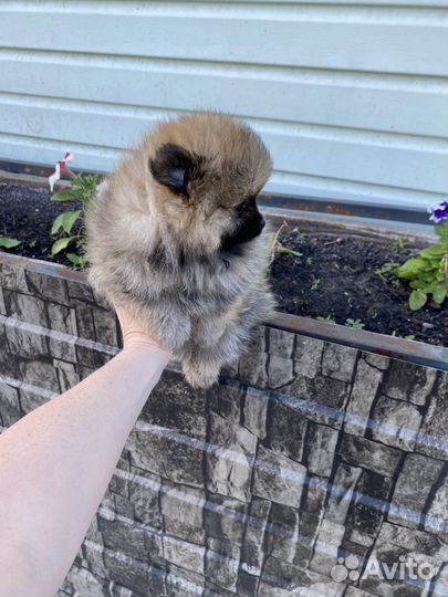 Померанский шпиц мини