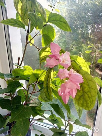 Комнатные цветы