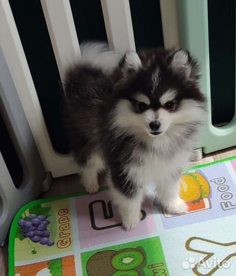 Фенди помски f2