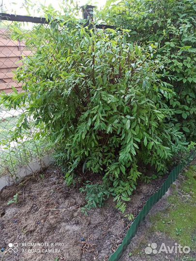 Спирея розовая, взрослый куст