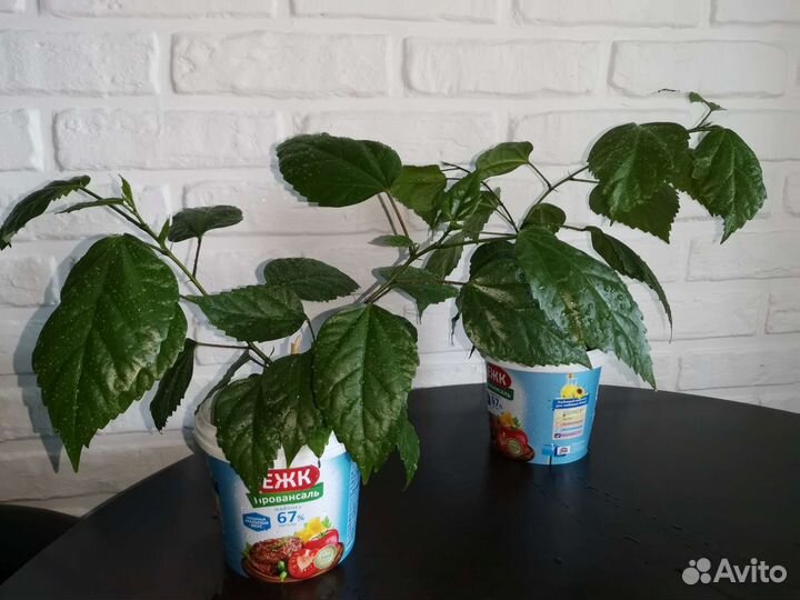 Гибискус