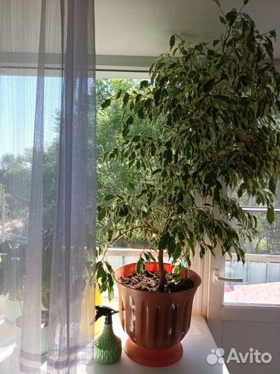 Комнатные растения