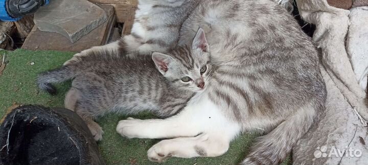 Котята в добрые руки