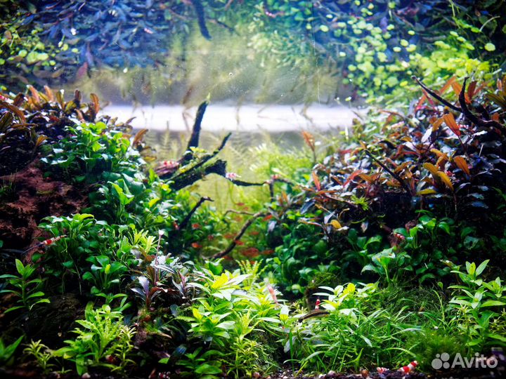 Буцефаландра (Bucephalandra)