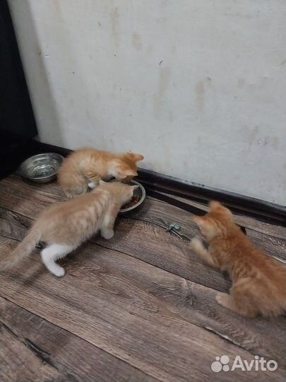 Котята в добрые руки, бесплатно