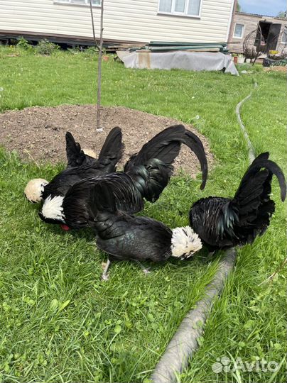 Голландская белохохлая