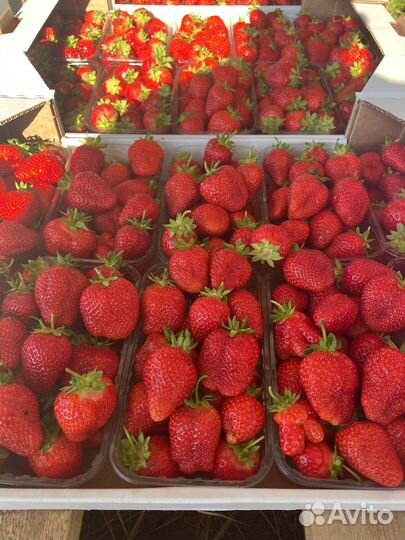 Клубника оптом от 100кг