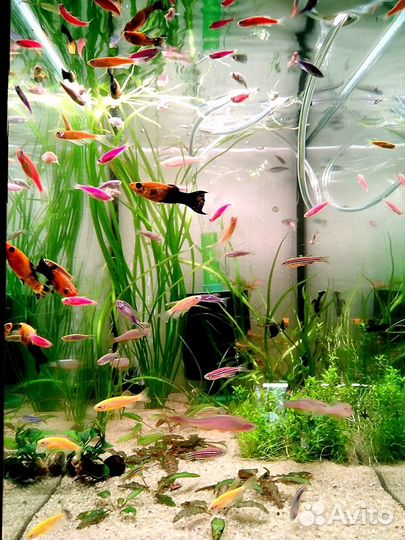 Рыбки для аквариума